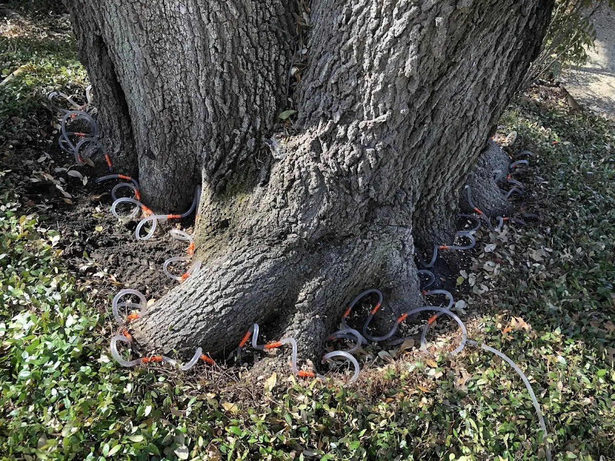 Detailed Tree Cabling and Bracing job site in Emmitsburg