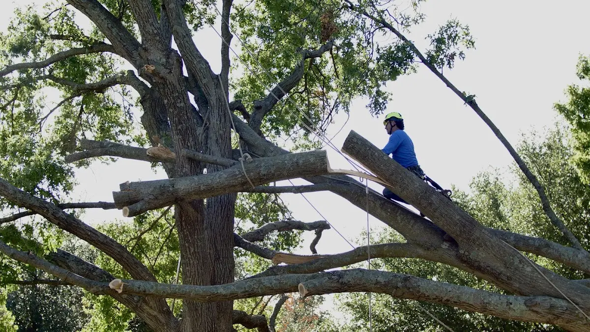 Professional Crown Thinning performed by certified arborists in Emmitsburg