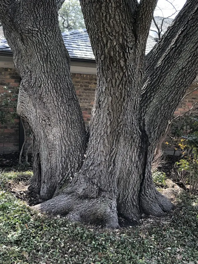 Mature heritage tree close to a Emmitsburg property cared for by certified arborists